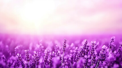 Fototapeta premium A vibrant lavender field stretches under a soft, glowing sky, creating a serene and tranquil atmosphere.