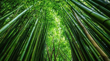 Fototapeta premium Lush Bamboo Forest with Tall Green Stalks Reaching Towards Sky