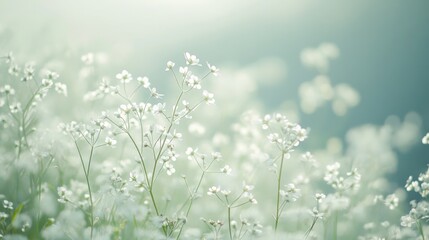 A meadow with beautiful white flowers swaying in the wind