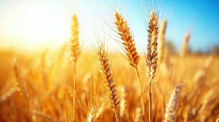 Fototapeta premium Bright Golden Wheat Field Under Clear Sky and Sunlight