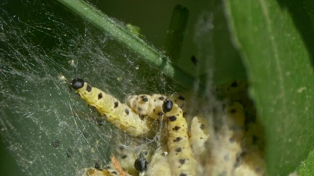 Close-up footage of the spindle ermine larvae in a silk web on a green-leafed plant on a sunny day