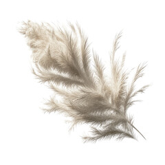 Obraz premium Single Beige Pampas Grass Plume Isolated on Green Background