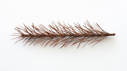 Obraz premium Dried pine branch