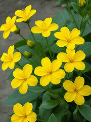 Obraz premium Flores amarillas