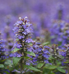 Beautiful close-up of ajuga reptans