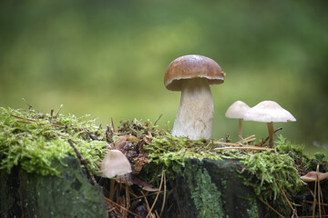 Wild Penny Bun Mushroom Growing in Lush Green Forest Setting