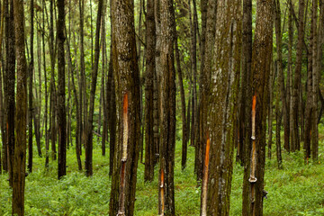 Fototapeta premium Pines trees in a lush green forest with tapped bark for sap extraction, showcasing sustainable forestry practices in tropical regions.