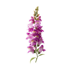 Vibrant Pink Snapdragon Flower Isolated on Green Background