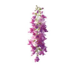 Obraz premium Elegant Pink Foxglove Flower Bloom Isolated on Green Background