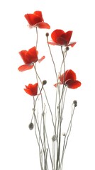 Blooming Poppies Cluster Isolated on White Background with Buds and Delicate Petals