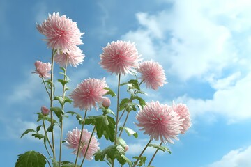 Pink Chrysanthemum Flowers Blooming Against a Vivid Blue Sky, Clouds, Green Foliage