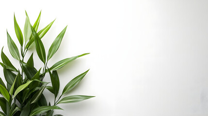 Fototapeta premium Lush green plant leaves on horizontal pure white background nature photography serene atmosphere
