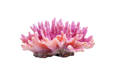 A vibrant pink coral structure with soft, frilly edges and textured, finger-like upward growths, isolated on a transparent background