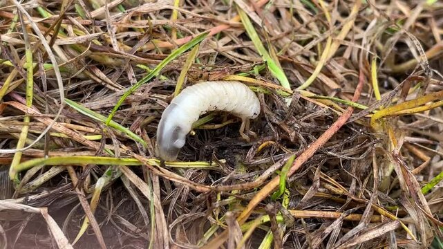 Beetle Larva Closeup as a grub of scarab beetles insects as lawn damaging grubs representing gardening pests or pest control and landscaping.