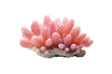 Coral with bulbous tips, isolated on a transparent background