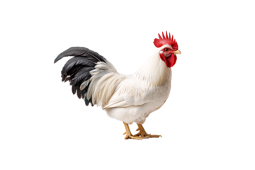 Graceful white rooster with striking black tail feathers and vivid red comb stands confidently sideways, isolated on a transparent background