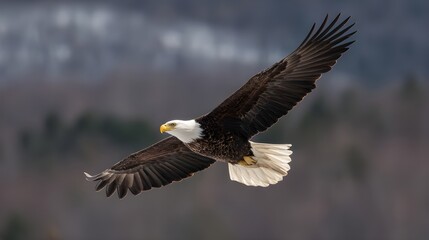 Obraz premium Add Vibrant Foliage to Any Space with Red Aglaonema in a Minimal Concrete Cylinder Planter