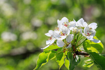 White Pear Tree Blossoms in Spring Sunlight
