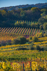 colorful autumn vineyards 