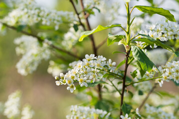 Bird cherry, .Prunus padus white flowers closeup selective focus