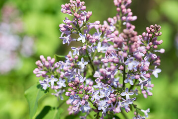 common lilac,.Syringa vulgaris flowers closeup selective focus