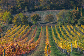 colorful autumn vineyards 