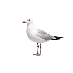 Fototapeta premium A pristine gull standing tall, showcasing its elegant features and graceful pose