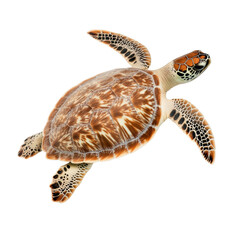 Naklejka premium A sea turtle gliding elegantly through the water, showcasing its beautiful shell and flippers. A truly captivating moment