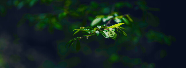 green forest in spring time