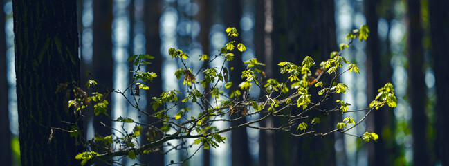 green forest in spring time
