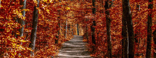 beautiful autumn forest