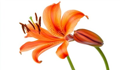 Fototapeta premium orange tiger lily