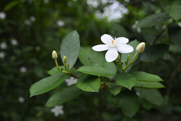 A coral swirl flower blooms at the tip of a twig and has ready to bloom flower buds