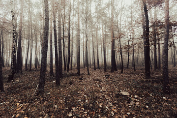 autumn forest in the mist