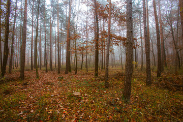 autumn forest in the mist