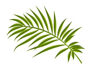 Tropical leaf with halftone grain texture. Exotic green plant for contemporary collage art. Palm leaves on a white background for advertising. Vector illustration.