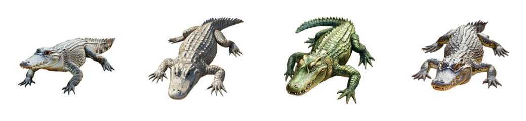 Obraz premium Collection of Crocodiles with Different Poses and Skins, cut out transparent