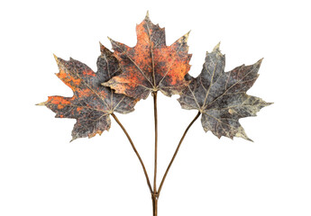 Fototapeta premium Three brown and orange autumn maple leaves with stems