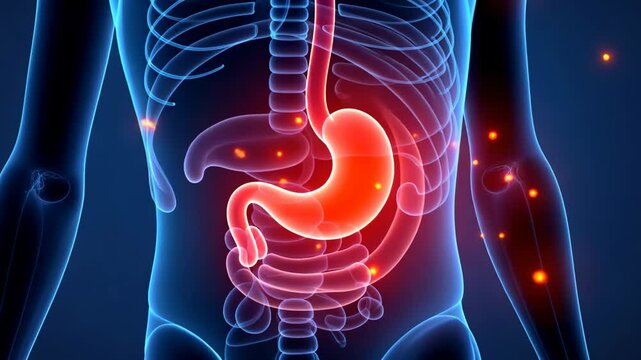 Stomach pain, gastric discomfort, abdominal ache. Digestive health. Muscles tighten during acid reflux. Intestinal barrier prevents bacterial invasion. Nutrient absorption maintains energy levels.