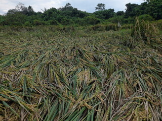 rice paddy field