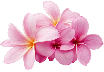 Pink and yellow frangipani flowers blossom in an overlapping decorative arrangement.
