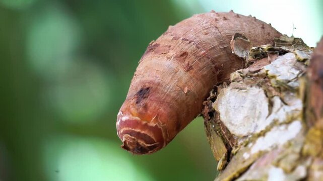 Stilt root of Fragrant Screwpine root (Pandanus fascicularis, Pandanus odorifer, Pandanus tectorius) with natural background