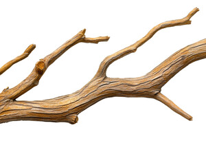 Obraz premium Dry textured tree branch isolated on transparent backdrop shows pattern of aging. 