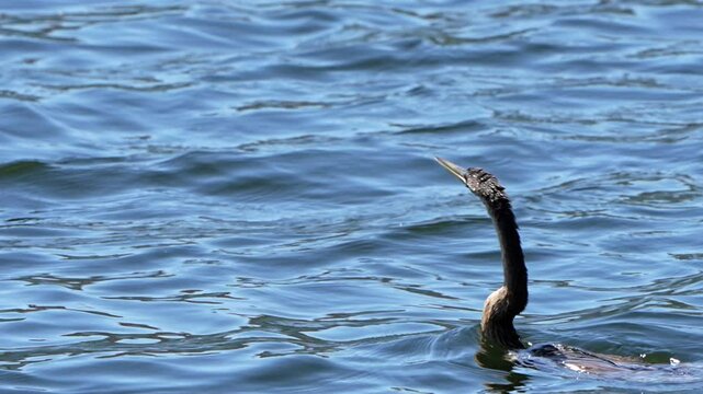 An anhinga swallows a fish in a lake in Florida