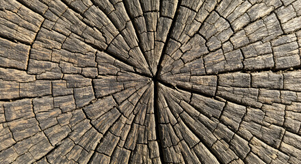 Exposed Timber Growth Rings Showing Texture and Tree Age