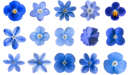 Assortment of blue colored flowers with different shapes and petal arrangements.