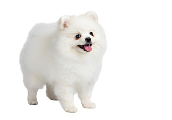 Adorable White Pomeranian Puppy: Small Dog Breed, Fluffy, Cute, Pet Portrait transparent background