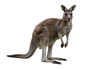 Red Kangaroo with Joey: Australian Marsupial Stock Photo transparent background
