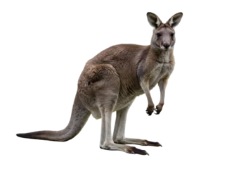 Verduisterende gordijnen Red Kangaroo with Joey: Australian Marsupial Stock Photo transparent background © mahboob