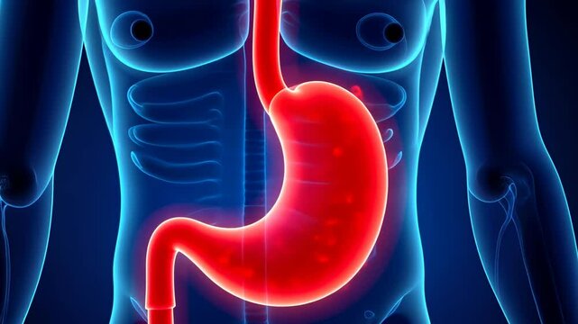 Stomach pain, abdominal ache, digestive health. Gastric wellness. Stomach walls expand under distress. Mucosa secretion boosts nutrient absorption. Intestinal health facilitates waste elimination.